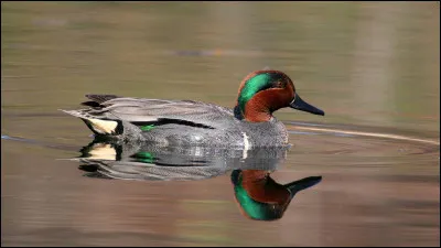Quelles fashion victimes, ces canards qui changent de teinture tous les trois mois ! Cela dit, celui-ci a bon goût car sa teinte "émeraude" en jette. Comment s'appelle-t-il ?