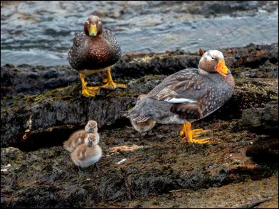 Certains anatidés font plus dans la sobriété. On comprend volontiers l'aspect massif de celui-ci quand on sait où il vit. Quel est son nom ?