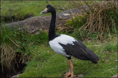 Si la majorité des Ansériformes sont des anatidés, celui-ci fait bande à part en étant l'unique représentant de la sous-famille des Anseranatidae. Quel est le nom de cet intrus ?