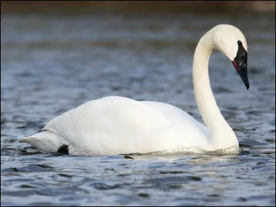 Reconnus pour leur beauté (mais aussi leur agressivité), les cygnes font partie des plus lourds oiseaux aptes au vol. Comment se nomme celui-ci ?