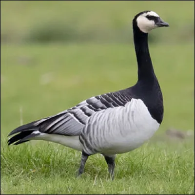 Le costume noir et blanc est un classique indémodable toujours chic et ce palmipède en sait quelque chose. Quel est son nom ?