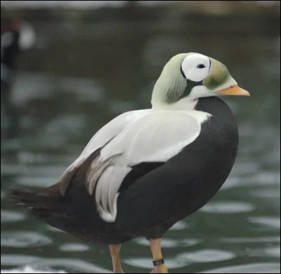 Est-ce pour se donner des airs d'intello que cet anatidé est affublé de ce curieux binocle ? À défaut d'améliorer son acuité visuelle, ça lui confère un style totalement unique. Saurez-vous retrouver son nom ?