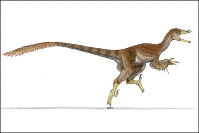 Quelle était la longueur du Velociraptor ?