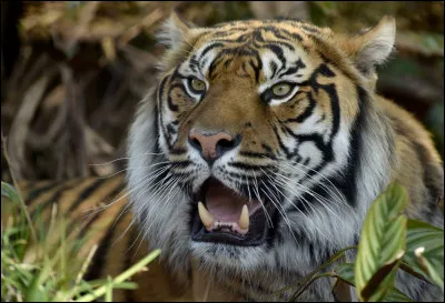 Le tigre peut-il aller dans l'eau sans problêmes ?