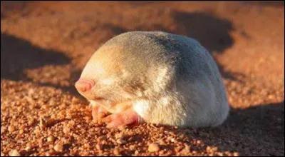 Qu'est-ce que c'est ?