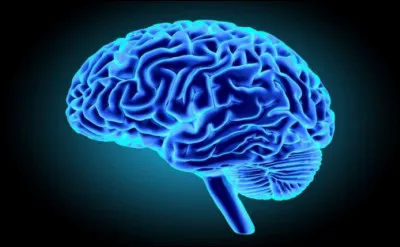 Quels sont les trois mammifères les plus intelligents