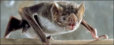 Pourquoi appelle-t-on cette chauve-souris : vampire ?