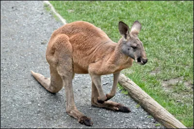 Que fait le kangourou roux pour se rafraichir ?