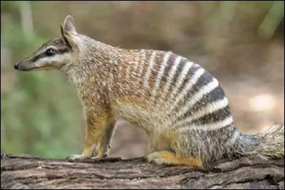 Combien de termites mange un numbat par journée ?
