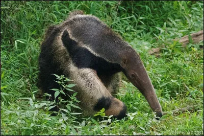 Quel est le sens le plus développé chez le tamanoir ?