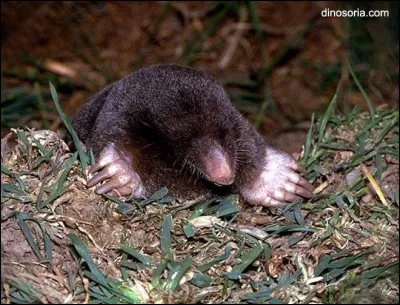 Combien de fois la taupe peut-elle déplacer son poids en terre par jour ?
