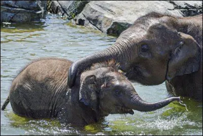 Quelle est l'espèce d'éléphant la plus grande ?