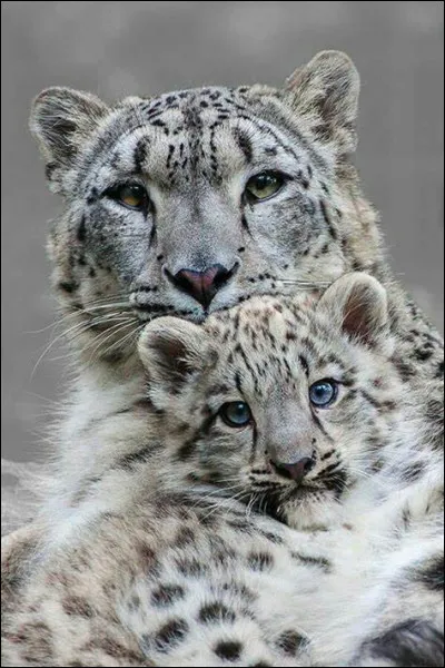 Quel est l'autre nom de la panthère des neiges ?