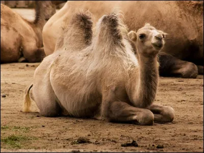 Lequel de ces animaux a deux bosses ?
