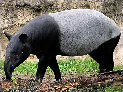 Quel est cet animal ?