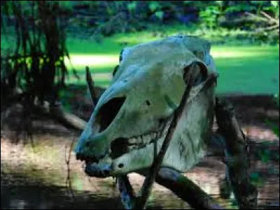 Quel nom donne-t-on au Paléolithique ?