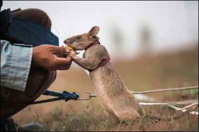 "Des souris et des hommes" : Quelle espèce ne tua pas Lennie ?