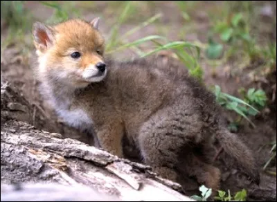 Qui sont ses parents ?