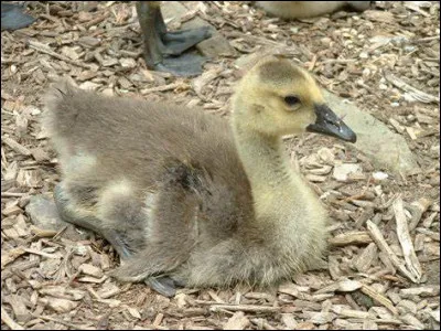 Qui sont ses parents ?