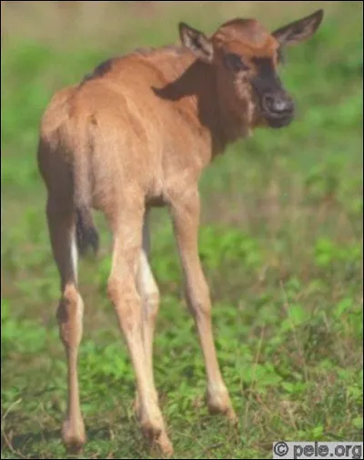 Qui sont ses parents ?