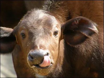 Qui sont ses parents ?