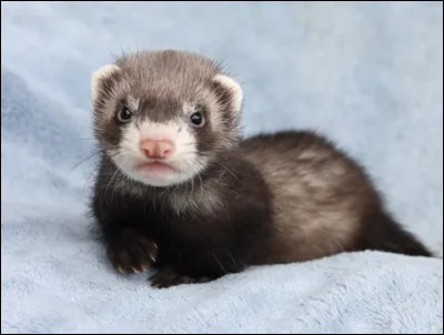 Qui sont ses parents ?