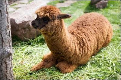 Qui sont ses parents ?