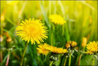 Quel est ton élément ?