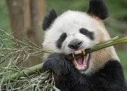 Quiz Quel est cet animal ?