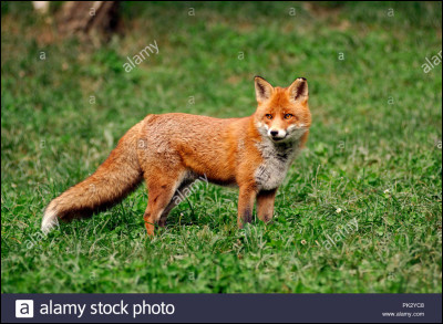 Quel est cet animal ?