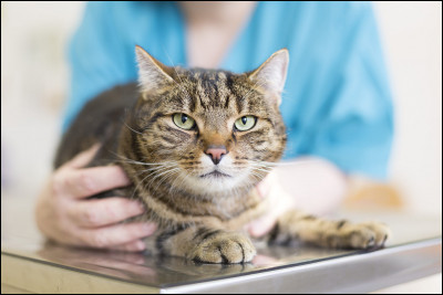 Quel est cet animal ?