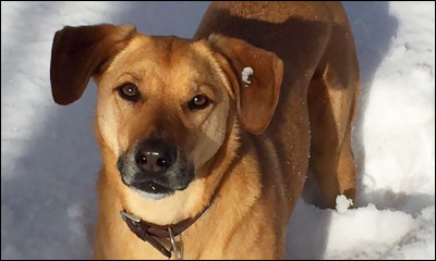 Quel est cet animal ?