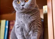 Quiz Les races de chats  poils courts