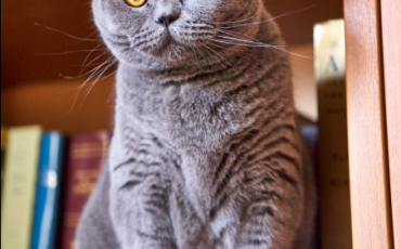 Quiz Felins