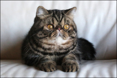 Lui, on la déjà vu. Quelle est sa race ?