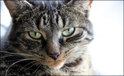 Tien ! Lui aussi on la déjà vu ! À vrai dire, cest un peu logique : des shorthairs, il ny en a pas beaucoup... Du coup, qui est-ce ?