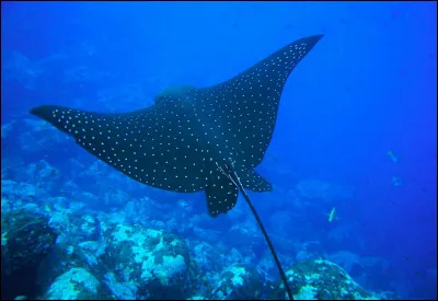 Quel est cet animal ?