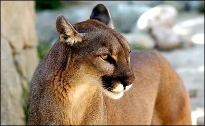 Quel est cet animal ?