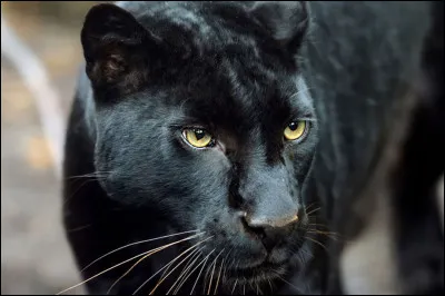 Quel est cet animal ?