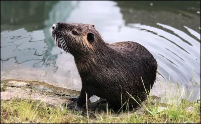 Quel est cet animal ?