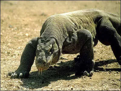 À combien de kilomètres à la ronde le varan de Komodo peut-il détecter un animal mort ?