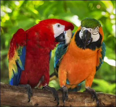 Quel perroquet a la capacité intellectuelle d'un enfant de 5 ans ?