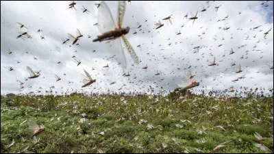 Combien de criquets pèlerins y a-t-il dans un essaim ?