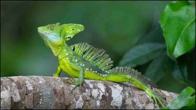 Que peut faire le basilic vert ?