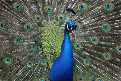 Comment appelle-t-on la femelle du paon ?