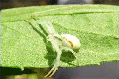 Comment fait l'araignée citron pour chasser ?