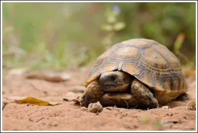 Quelle est la plus grosse tortue actuelle ?