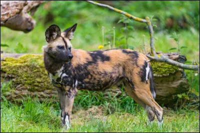 Combien y a-t-il de membres dans une meute de lycaons ?