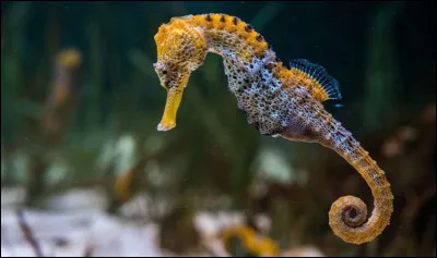 L'hippocampe est un...