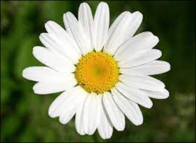Quel est le nom de cette fleur aux pétales blancs et fleurissant en été ?